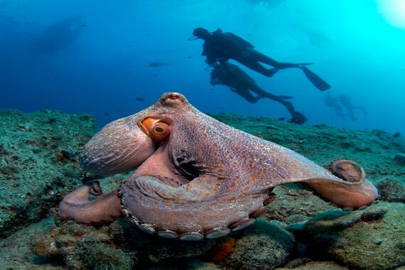 Octopus met duiker